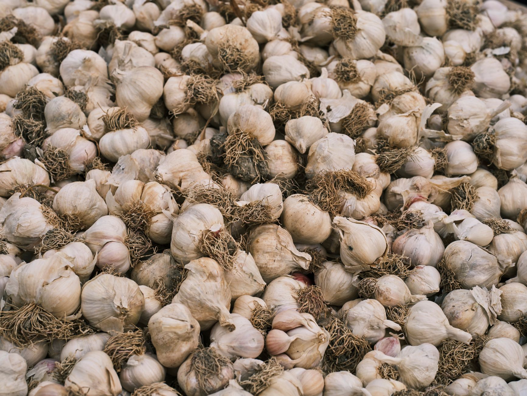 cabezas de ajo recien cosechadas