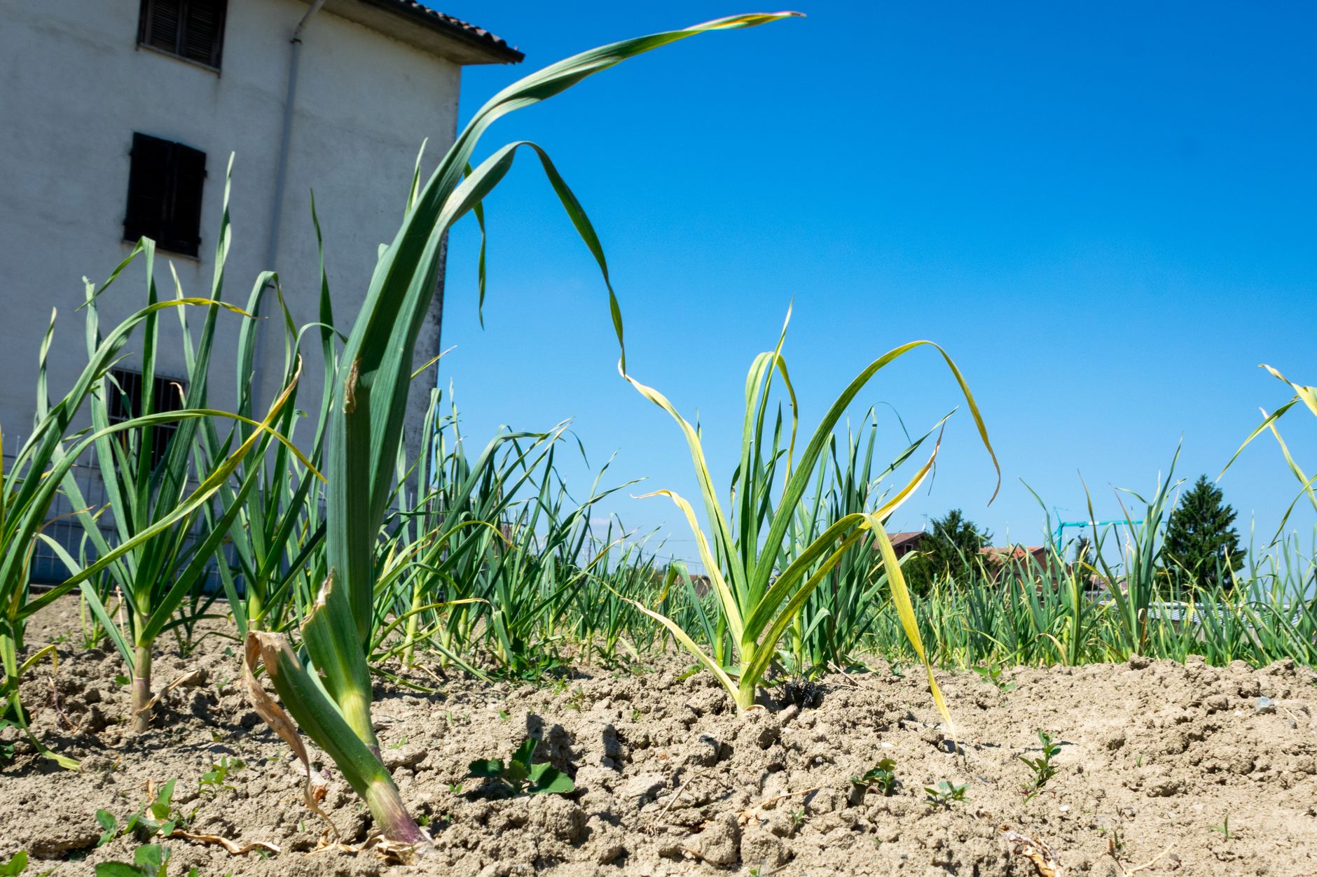 cultivar ajos en el huerto