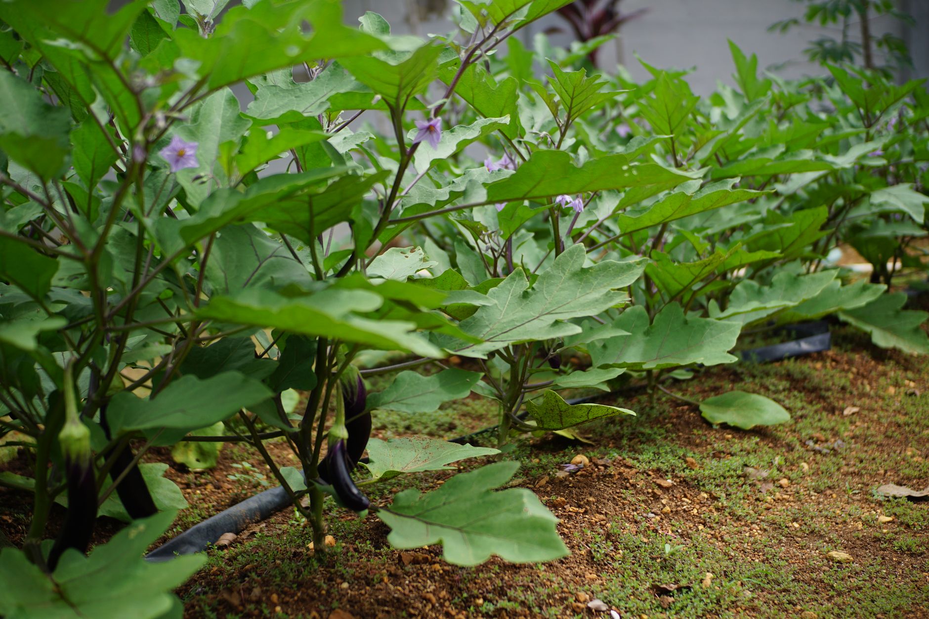 cultivar berenjenas en el huerto
