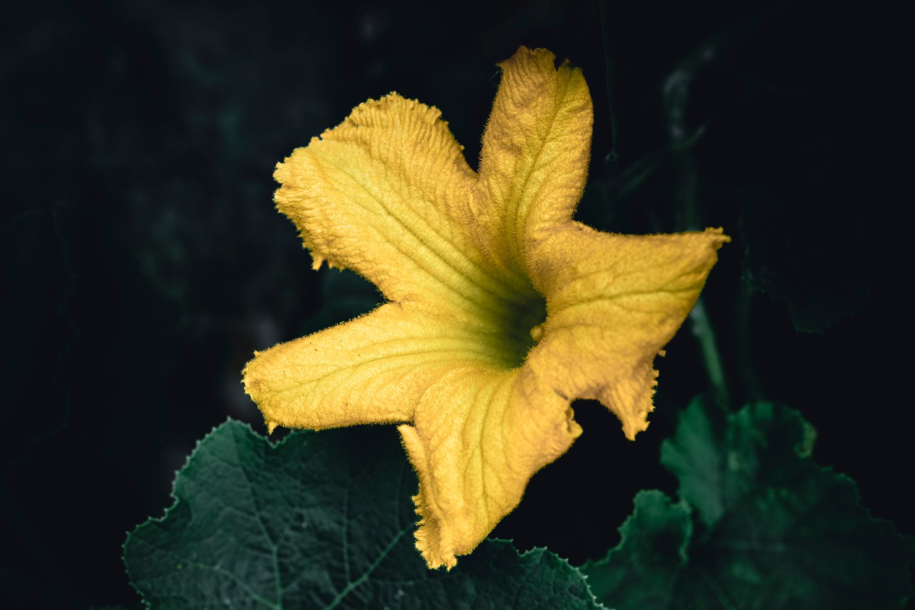 flor de calabacin en la planta