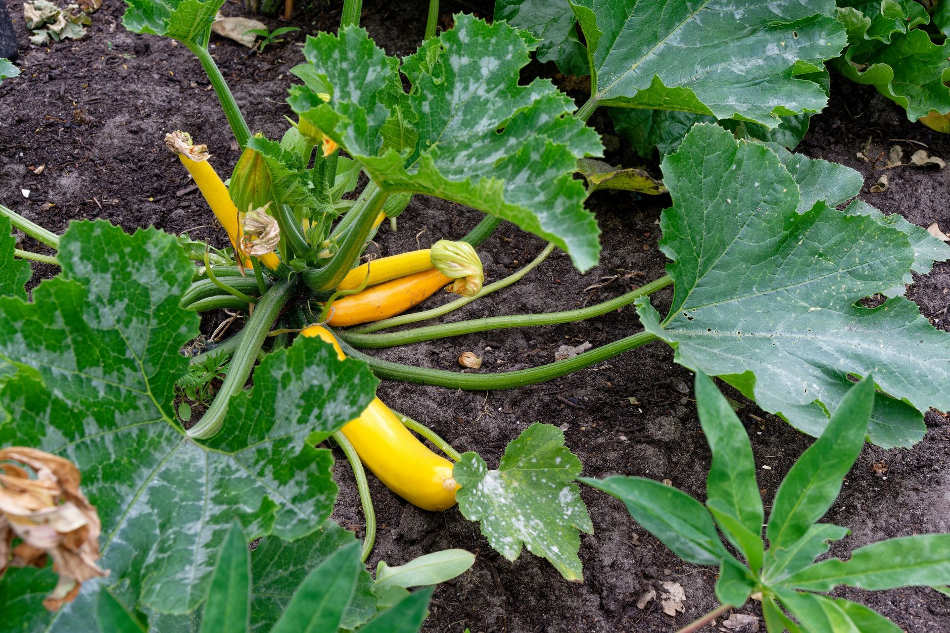 cultivar calabacines en el huerto