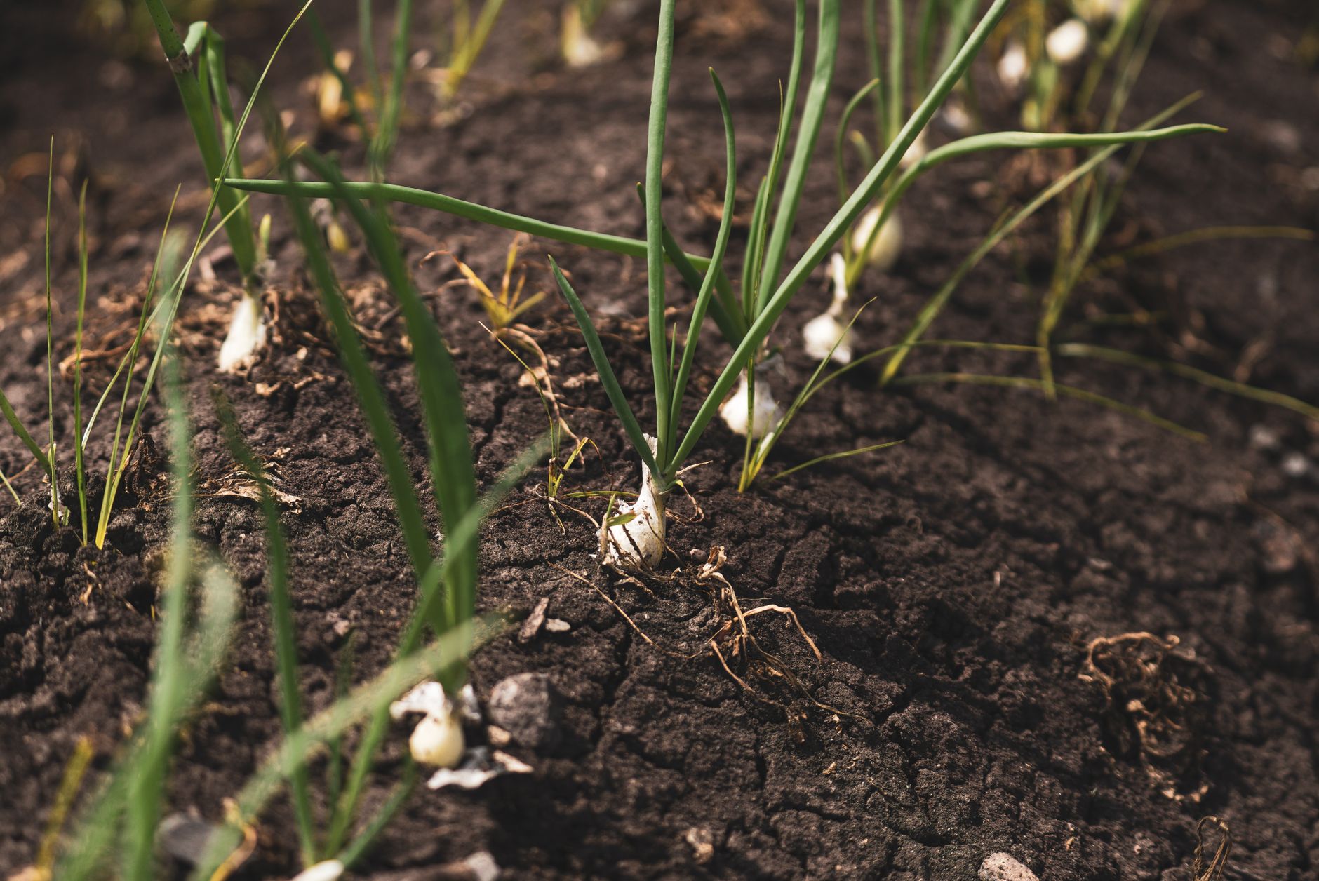 cultivar cebollas en el huerto