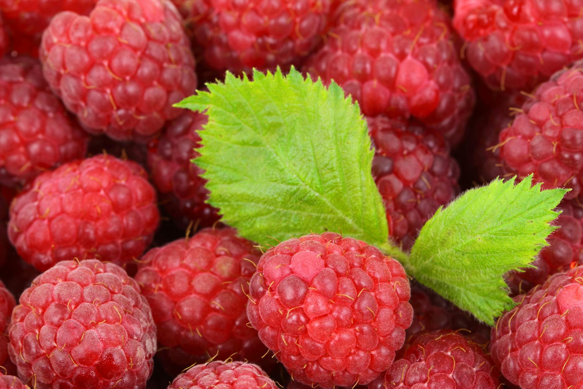 Fotos de stock gratuitas de agricultura, alimentación saludable, antioxidantes