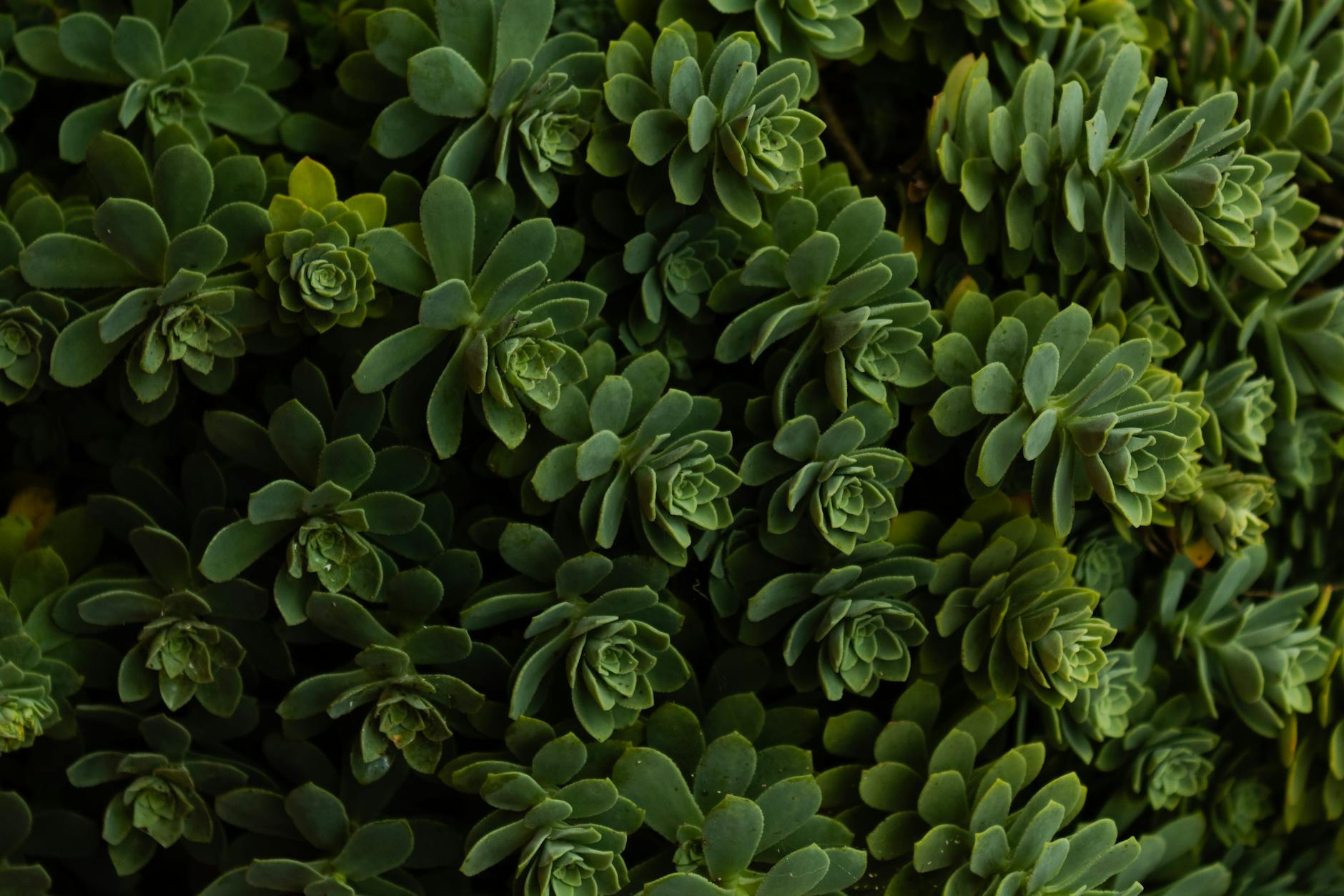 Primer plano de exuberantes plantas suculentas verdes, que muestran la intrincada belleza de la naturaleza en Colombia.