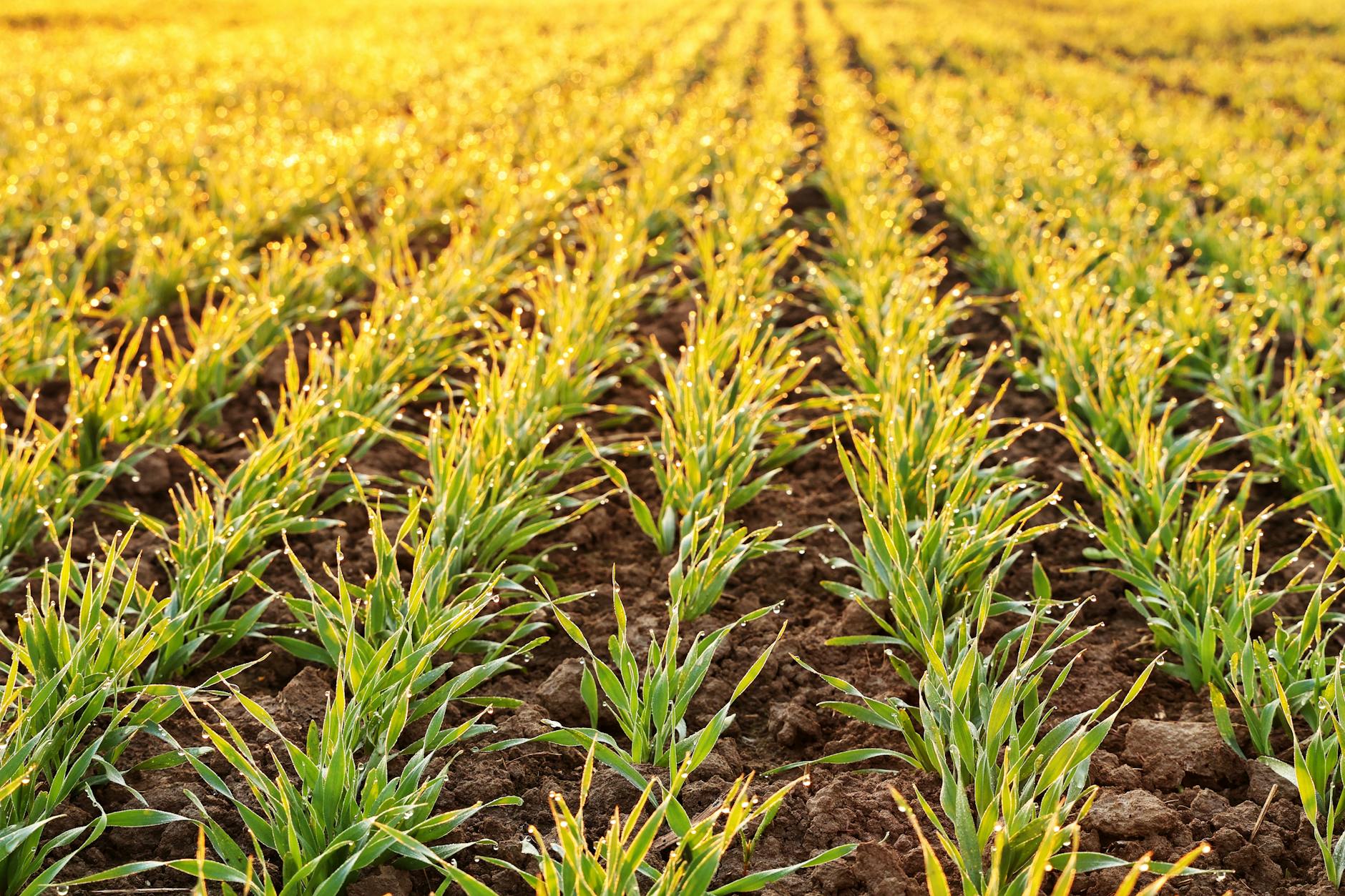 Fotos de stock gratuitas de agricultura, agronegocios, al aire libre