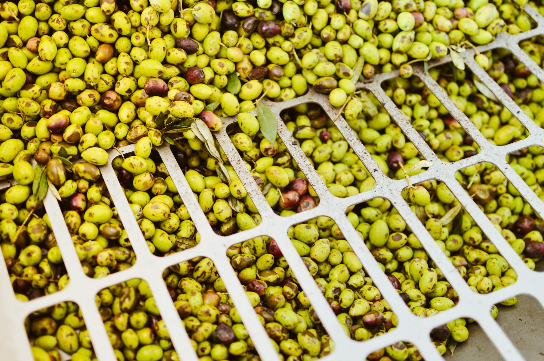 Fotos de stock gratuitas de aceitunas, aceitunas crudas, aceitunas maduras