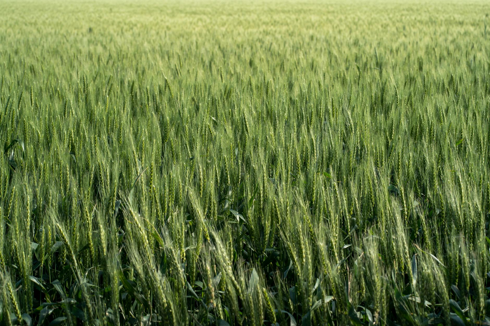 Un campo vibrante de trigo verde bajo el brillante sol de verano, que muestra la abundancia agrícola.