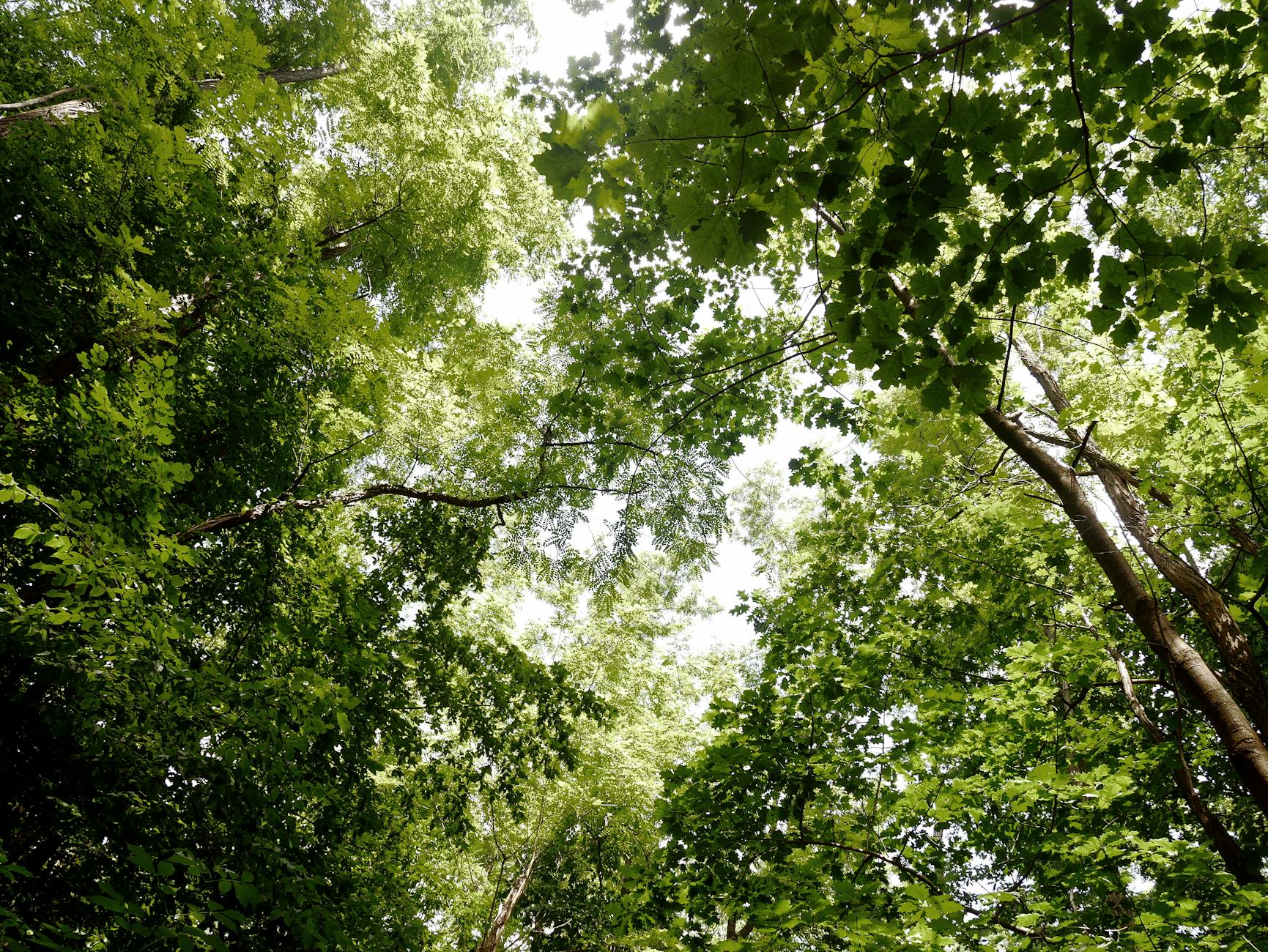 Fotos de stock gratuitas de acer tree, al aire libre, arboles