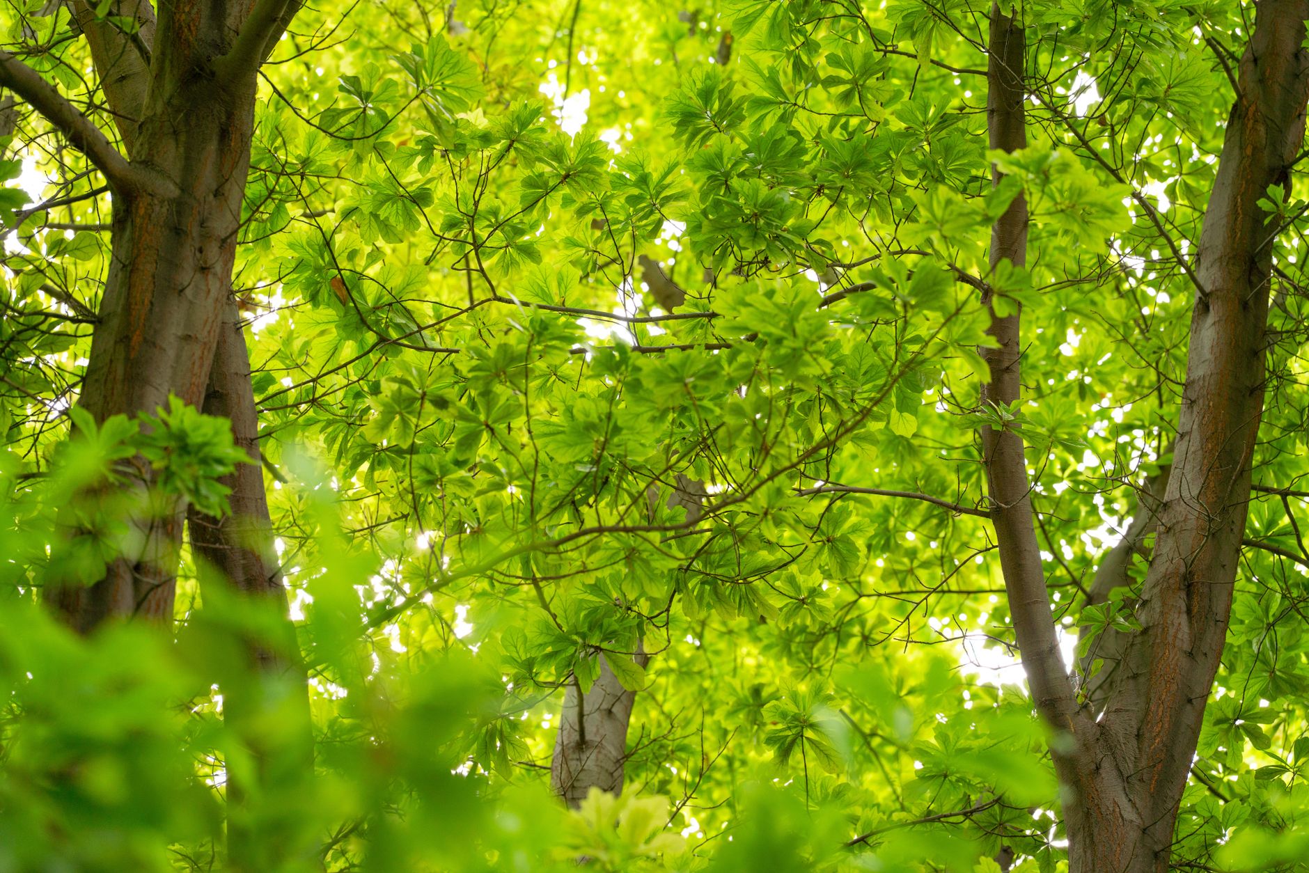 Árboles De Primavera