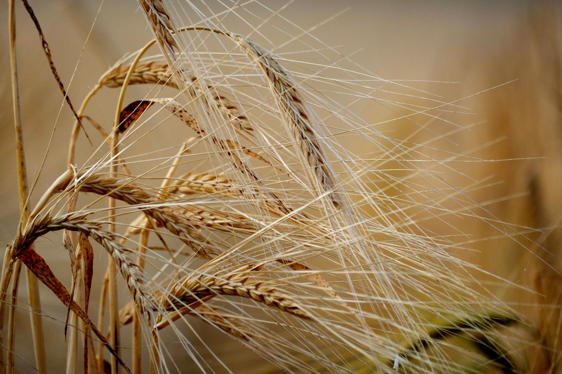 Fotos de stock gratuitas de agrícola, agricultura, agroecología