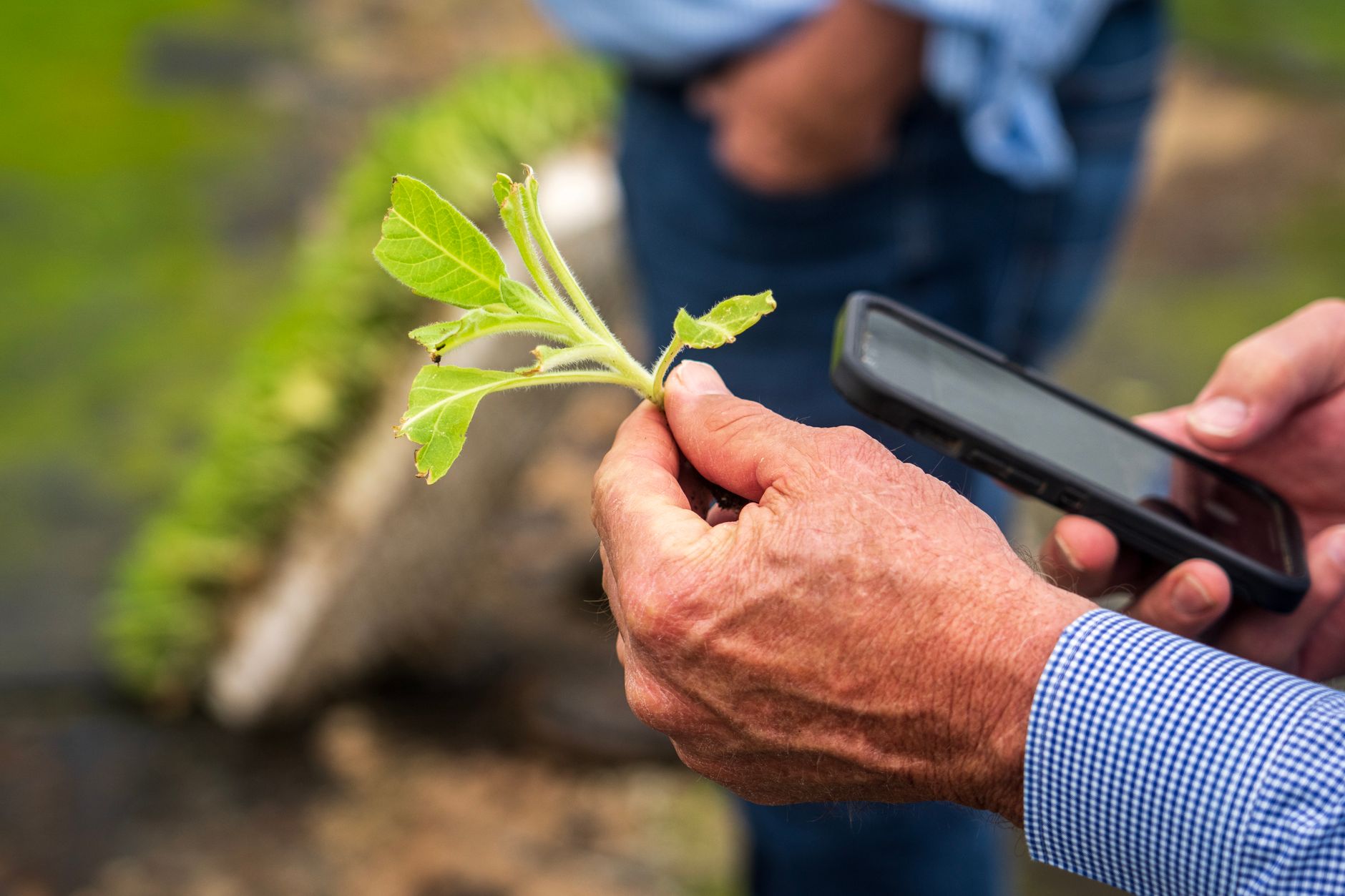 Fotos de stock gratuitas de adulto, agricultor, agricultura