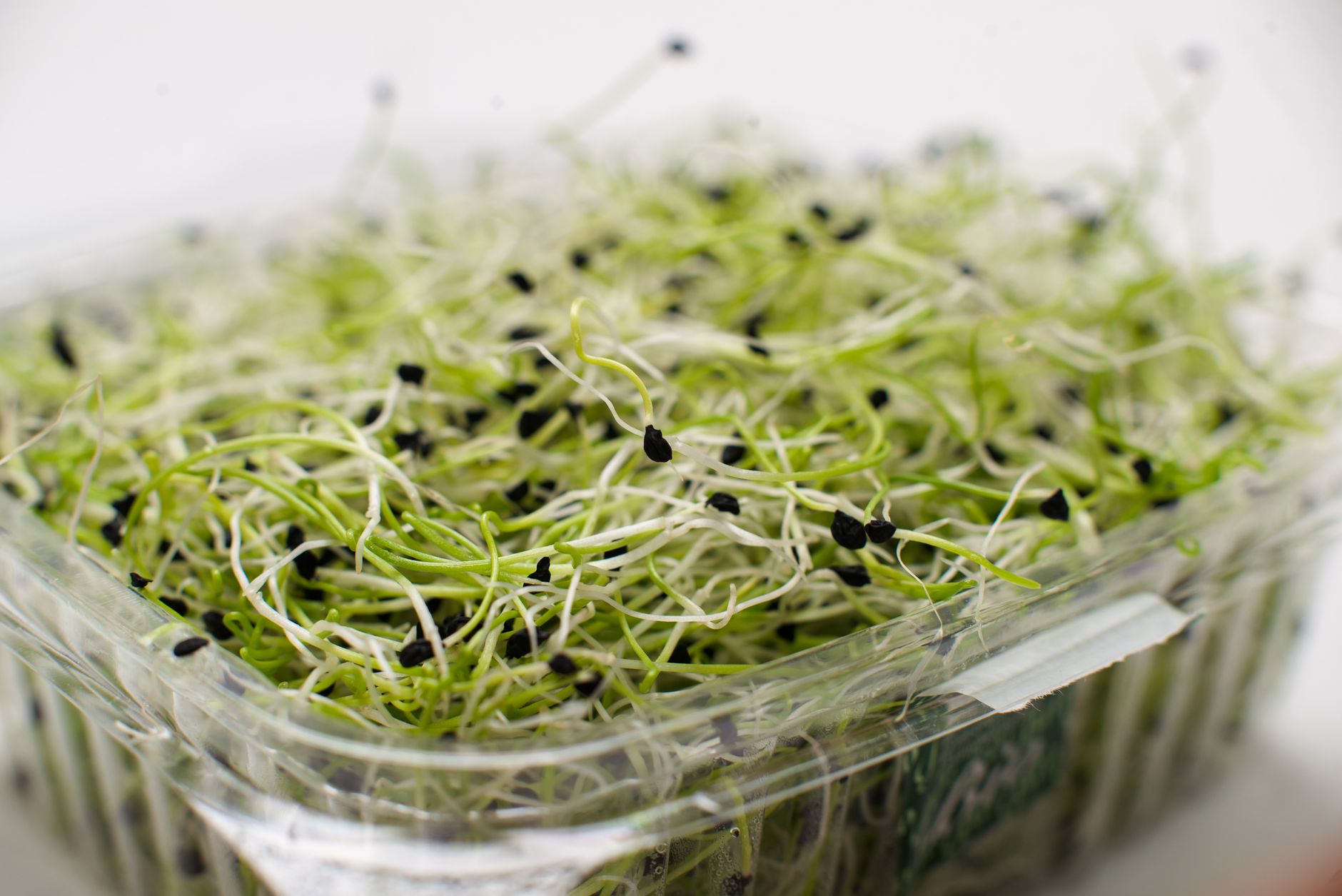 Fotos de stock gratuitas de agricultura, alfalfa, alimentación saludable