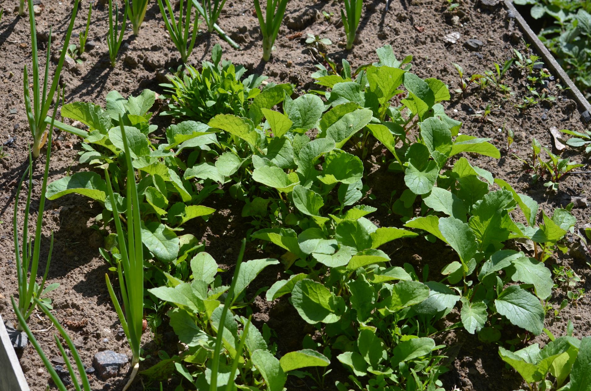 Primer plano de plantas verdes frescas que prosperan en un parterre soleado, mostrando un crecimiento vibrante.