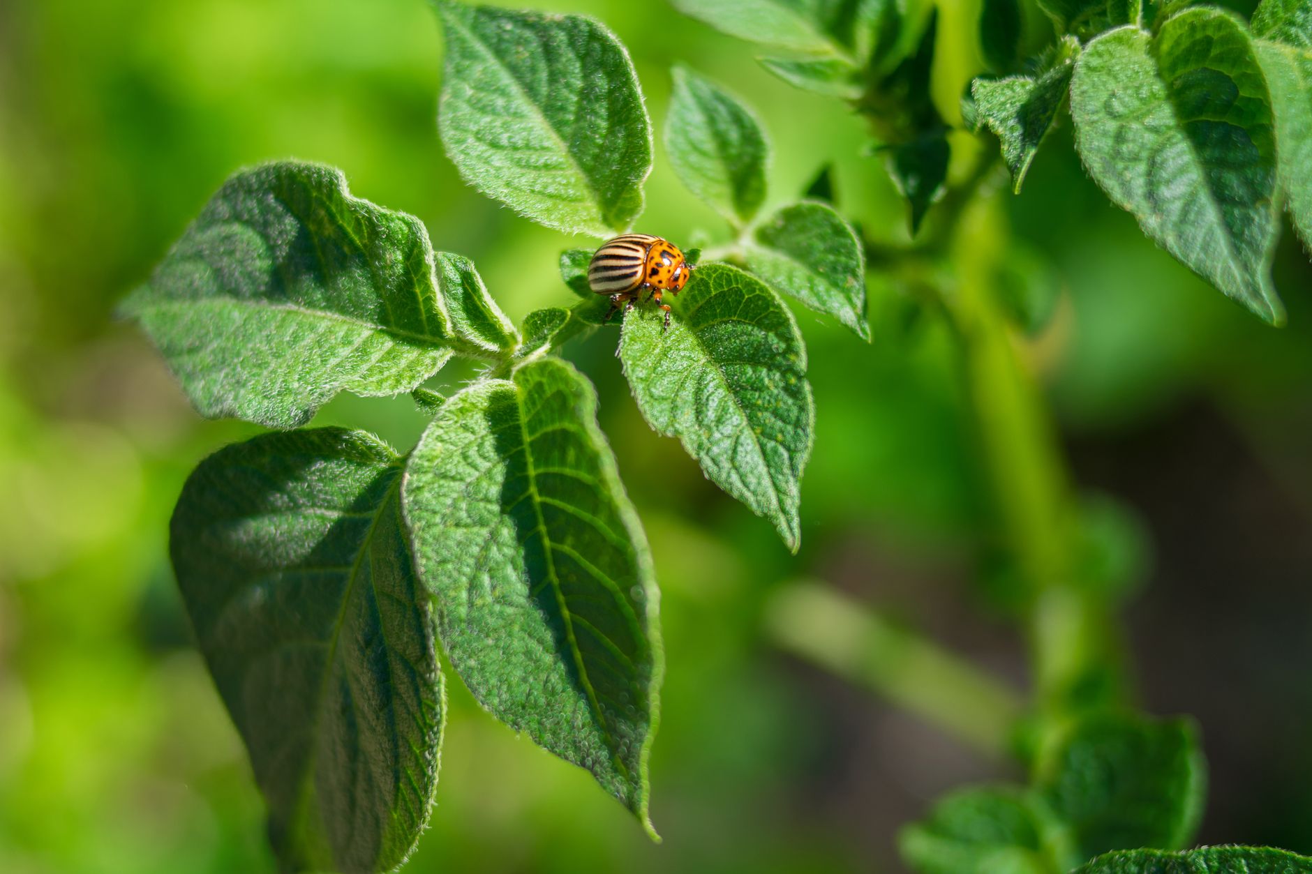 Fotos de stock gratuitas de agricultura, al aire libre, Beetle