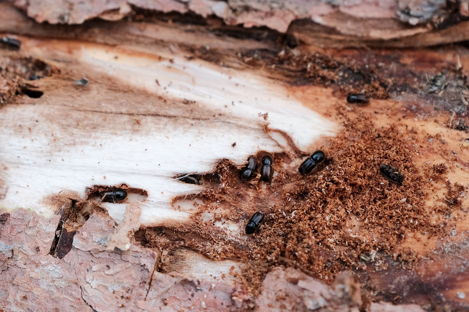 Imagen detallada de escarabajos en la corteza dañada de un árbol, que muestra una infestación natural.