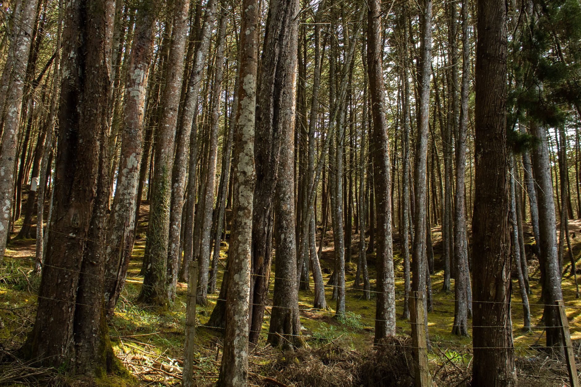 Escena de bosque vibrante con árboles altos y un suelo exuberante cubierto de musgo.