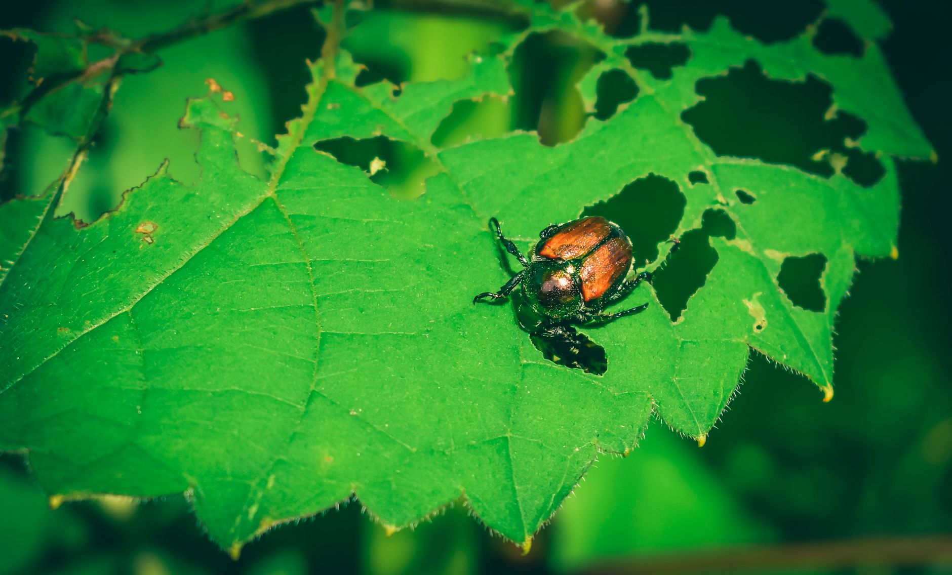 Fotos de stock gratuitas de al aire libre, armonía, Beetle