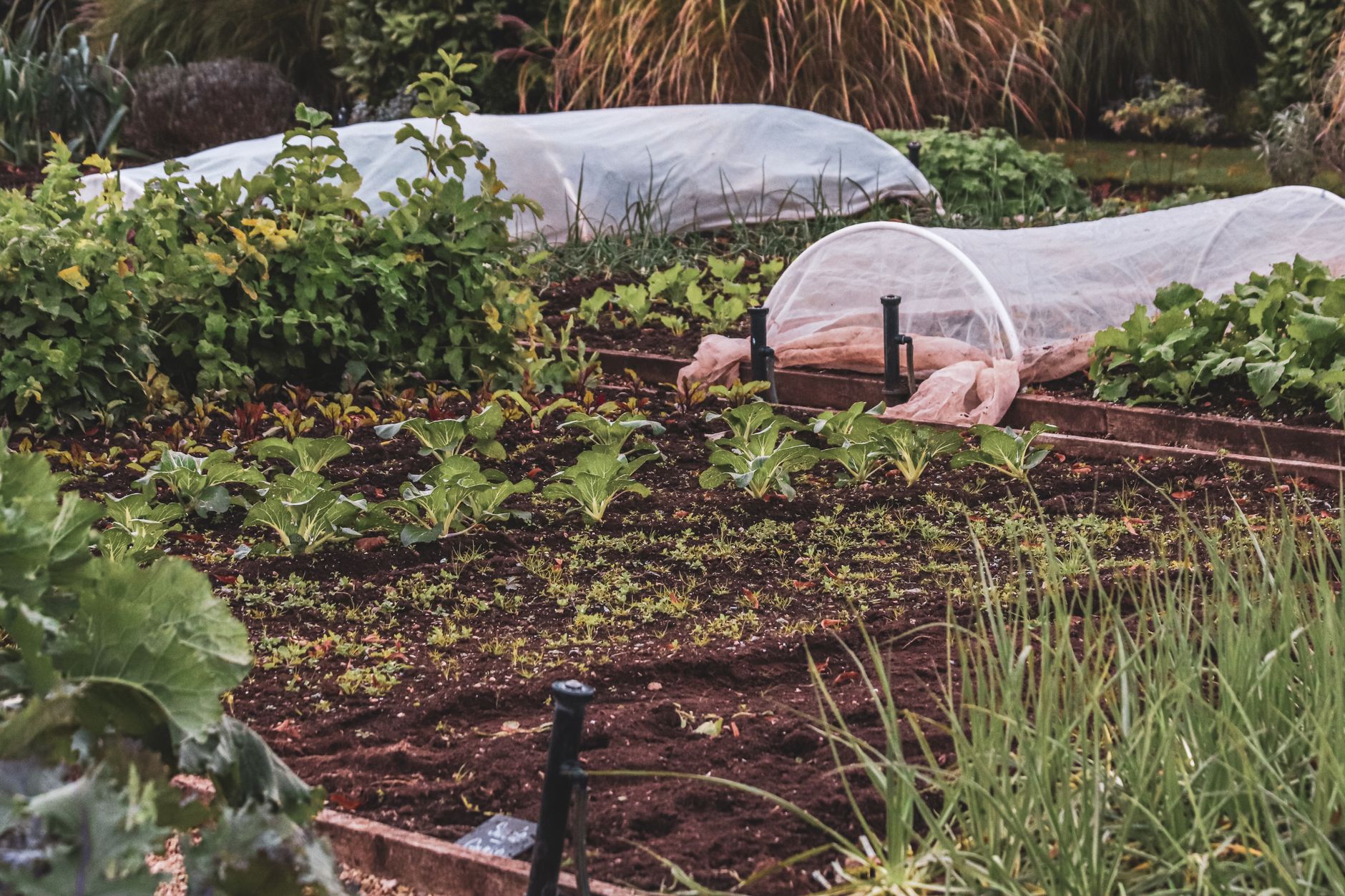 Huerto próspero con cubiertas protectoras y plantas frondosas.