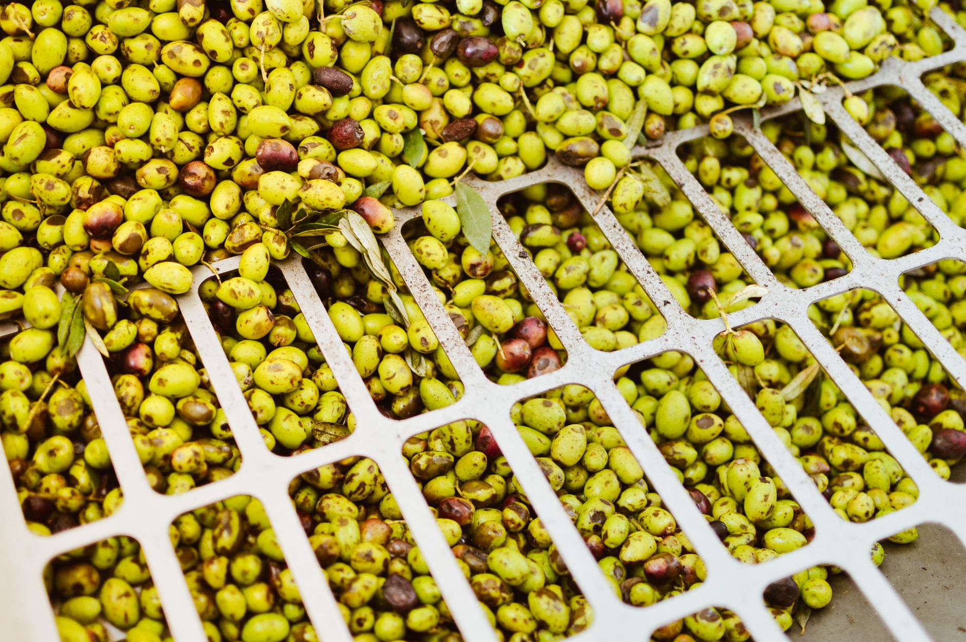 Selección vibrante de aceitunas verdes en una caja de procesamiento, listas para clasificar.