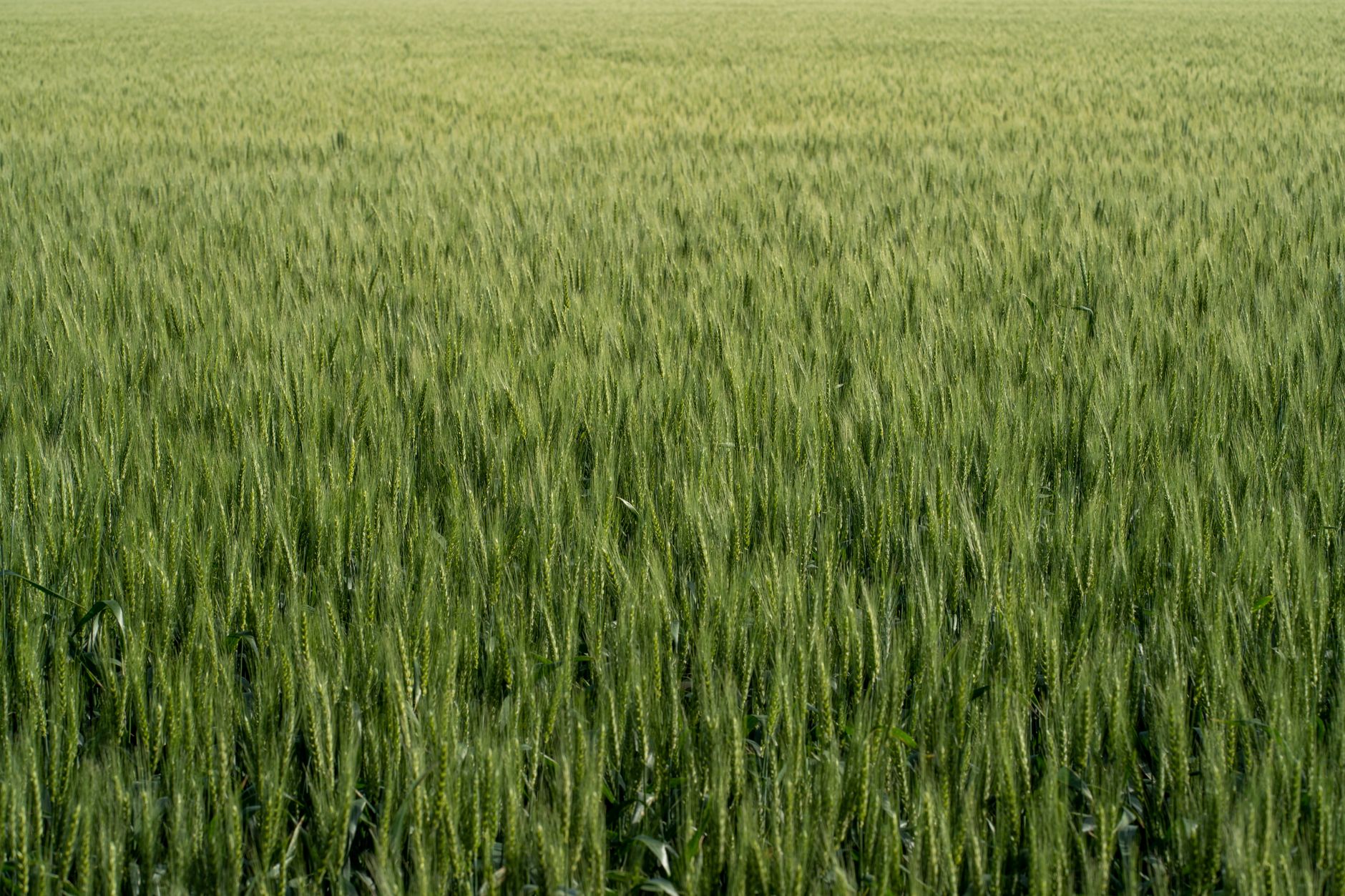 Gran campo de trigo verde en Córdoba, Argentina, bajo la brillante luz del día, simbolizando la agricultura.