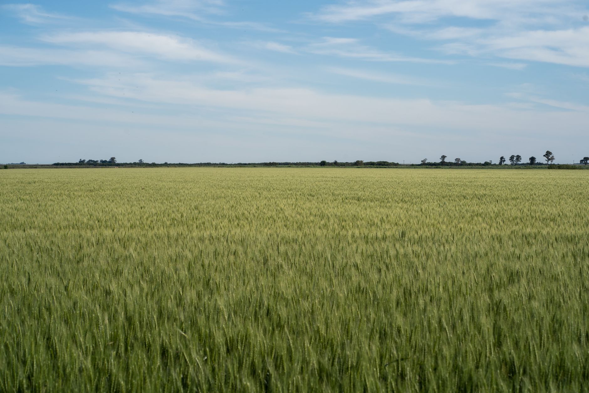 Amplio campo de trigo bajo un cielo despejado en Córdoba, Argentina, que muestra la belleza agrícola.