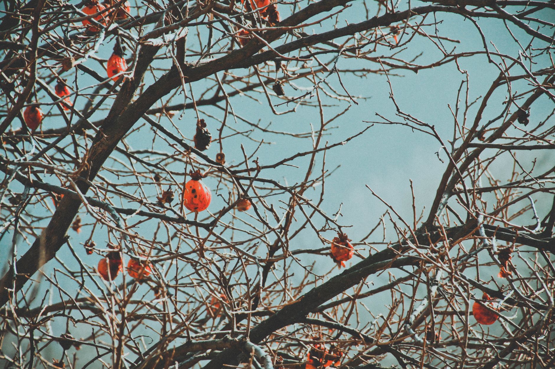 Frutas rojas vibrantes adornan ramas desnudas contra un cielo claro.