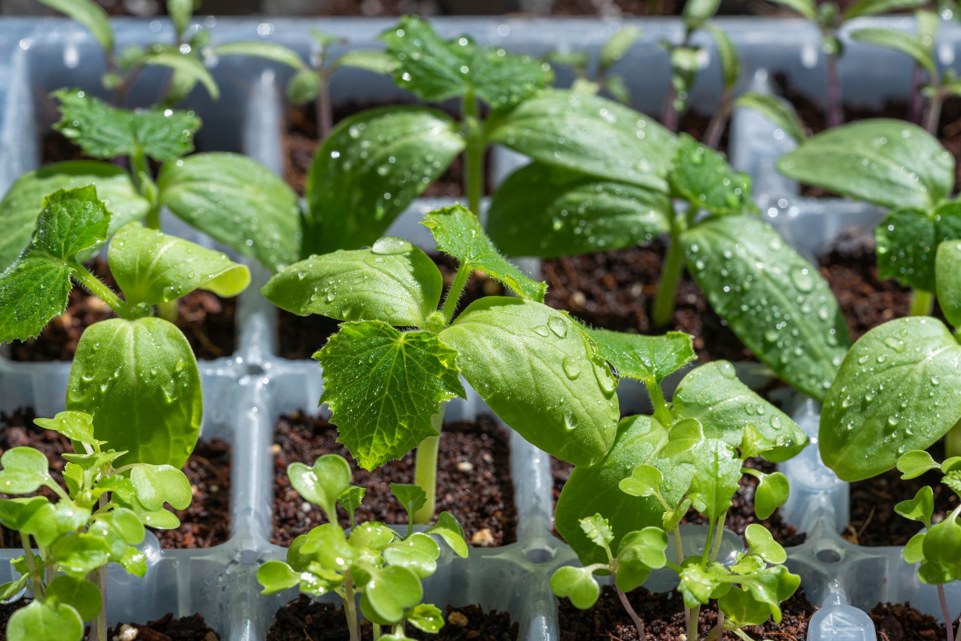 Plántulas verdes vibrantes con gotas de agua en una bandeja, destacando el crecimiento.