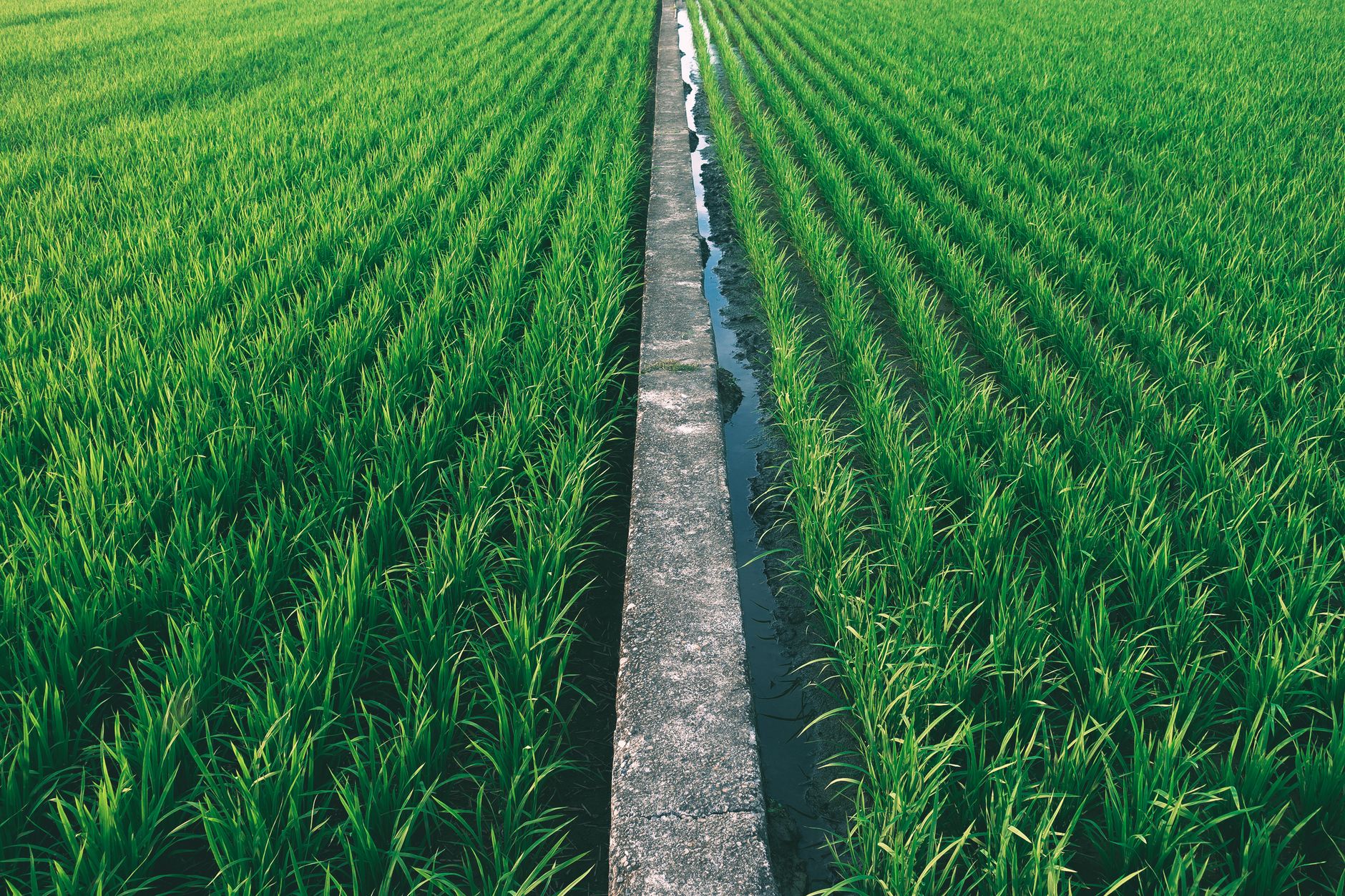 Un vibrante campo de arroz dividido por un camino pavimentado en Taiwán, mostrando un exuberante crecimiento verde al aire libre.