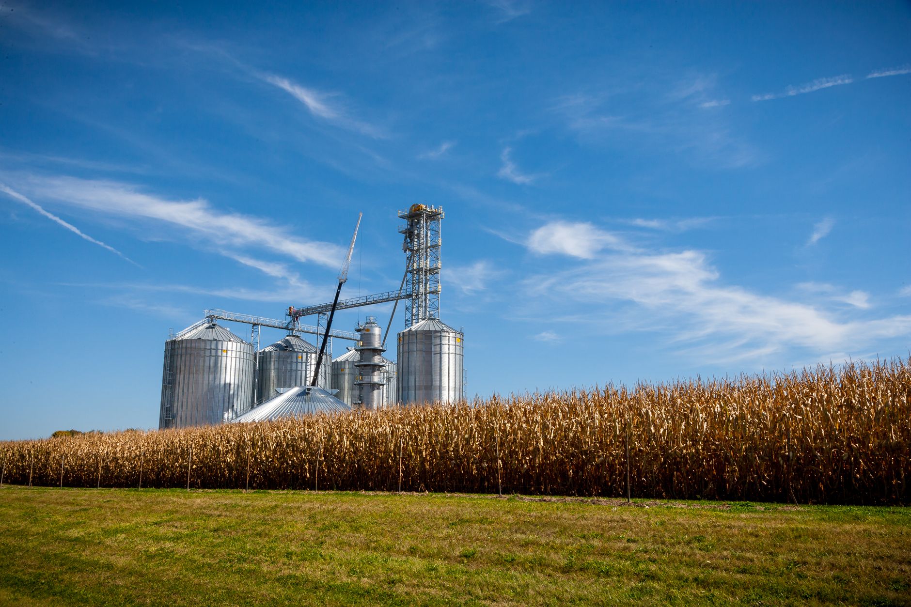 Una granja con silos de grano modernos junto a un campo de maíz maduro bajo un cielo azul claro.
