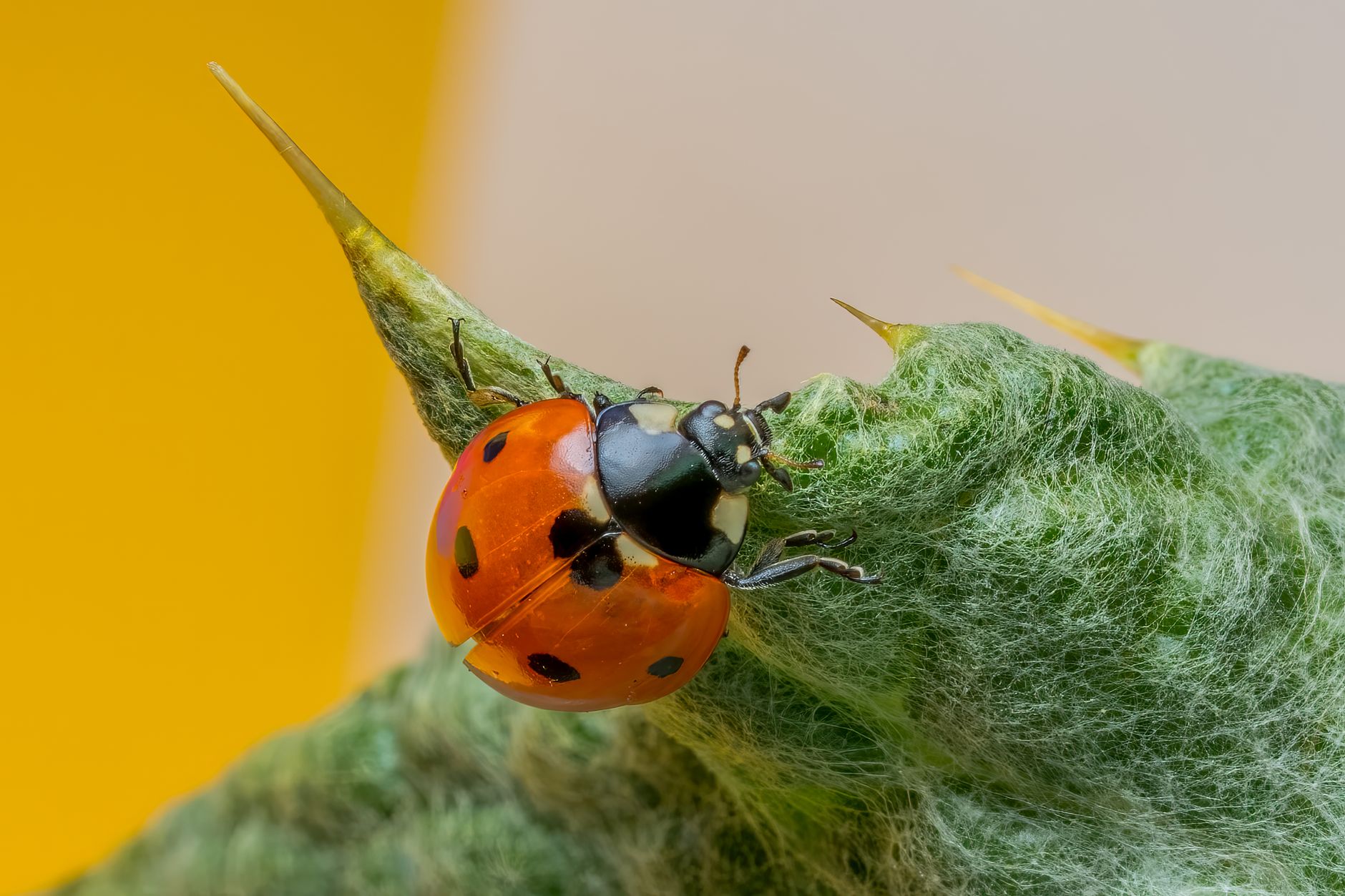 Toma macro de una mariquita sobre una planta espinosa con un fondo colorido, mostrando los detalles de la naturaleza.