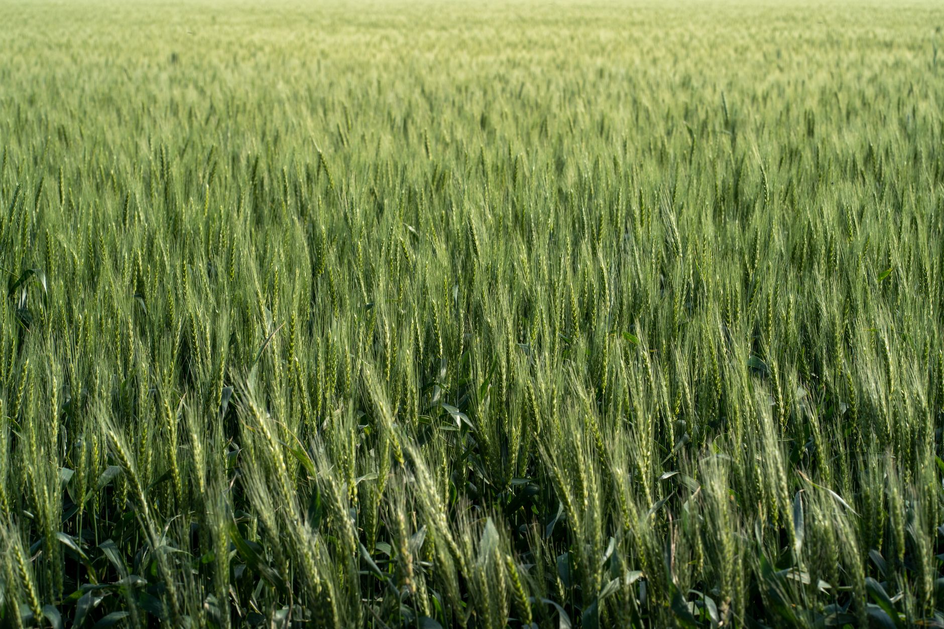 Un campo vibrante de trigo verde bajo el brillante sol de verano, que muestra la abundancia agrícola.
