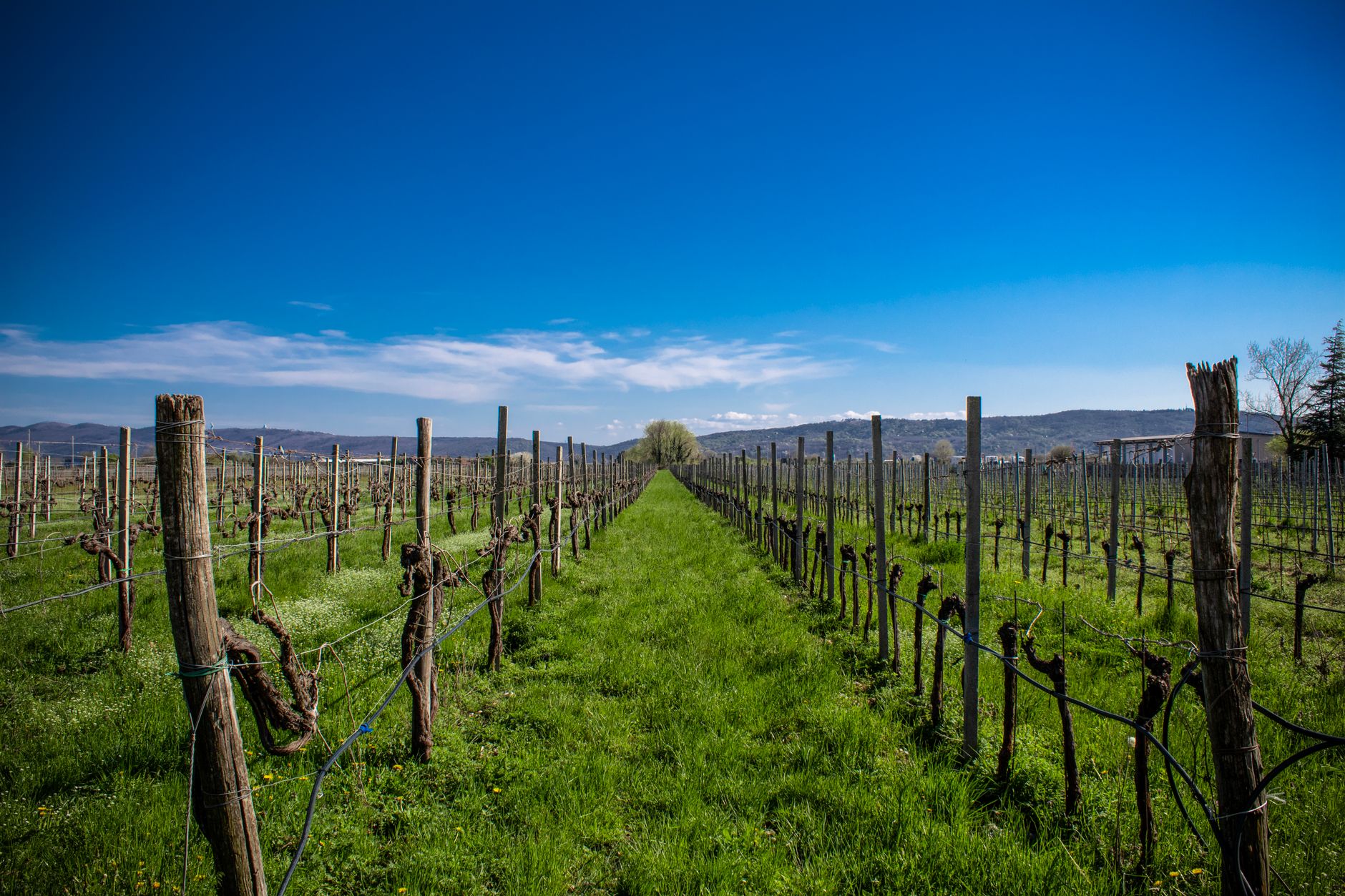 Vibrante paisaje de viñedos primaverales en Friuli-Venecia Julia, Italia, bajo un cielo azul claro.