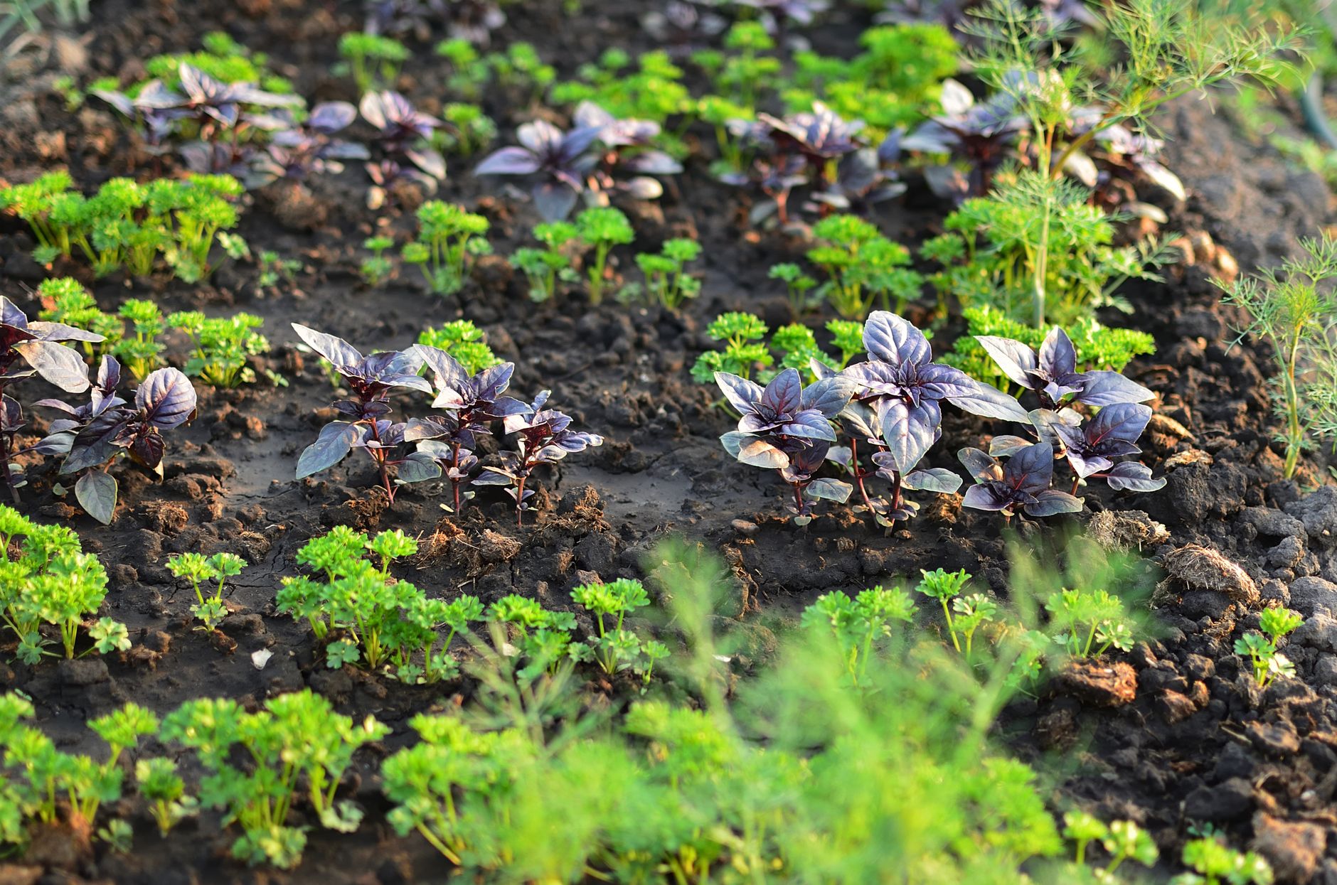 Acercamiento de un jardín de hierbas floreciente con albahaca morada y perejil verde creciendo en suelo rico.