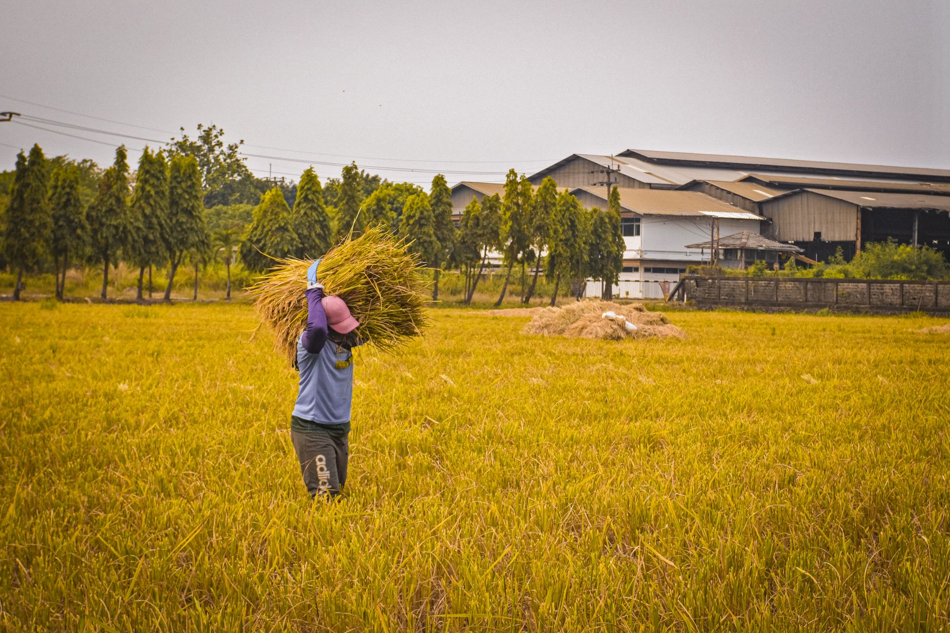 Un agricultor lleva arroz cosechado en un campo exuberante en Java Occidental, Indonesia, personificando la vida rural.