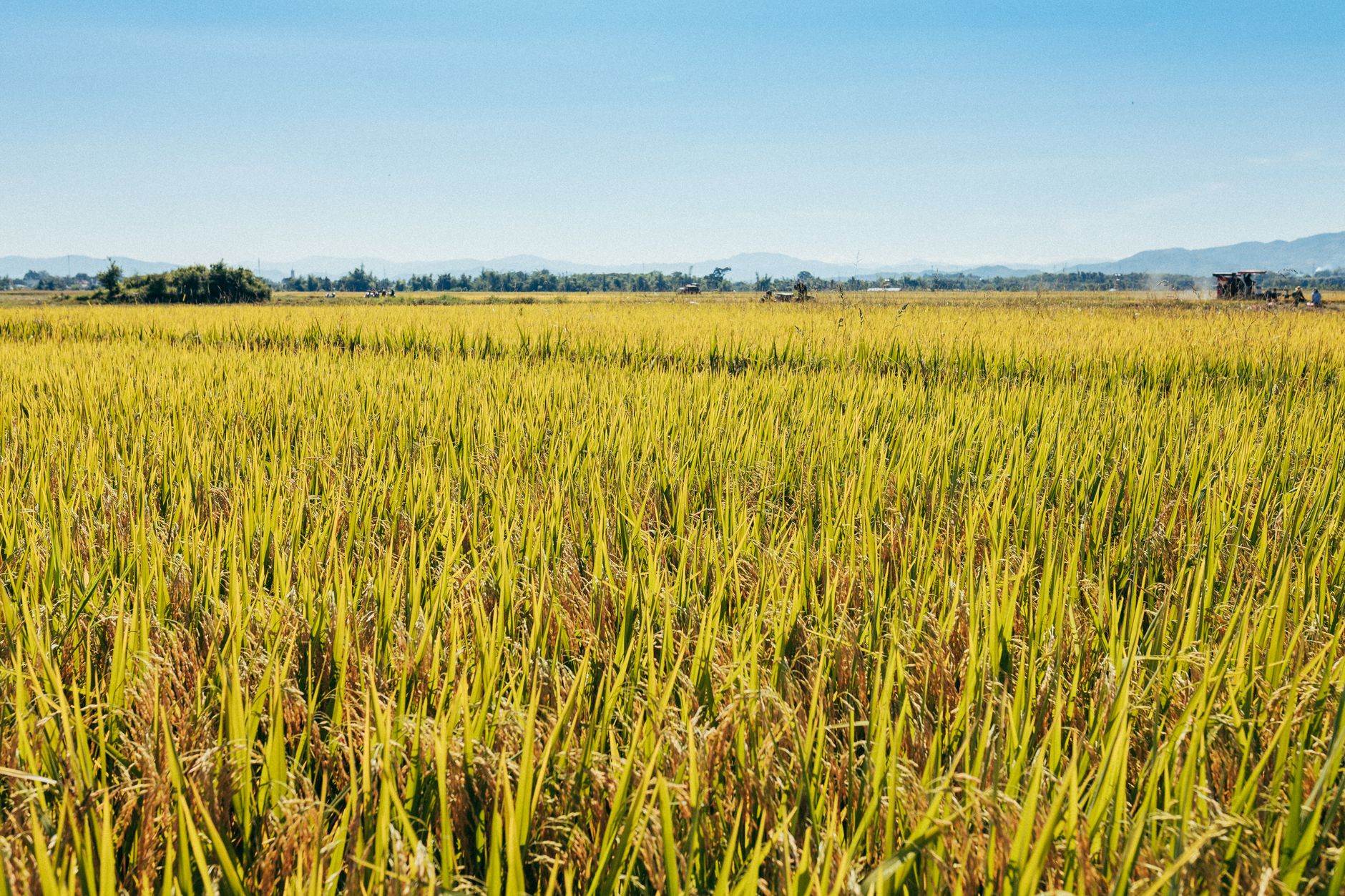 Un extenso campo de arroz verde en Kon Tum, Vietnam, bajo un cielo azul brillante, que captura la esencia de la tranquilidad rural.