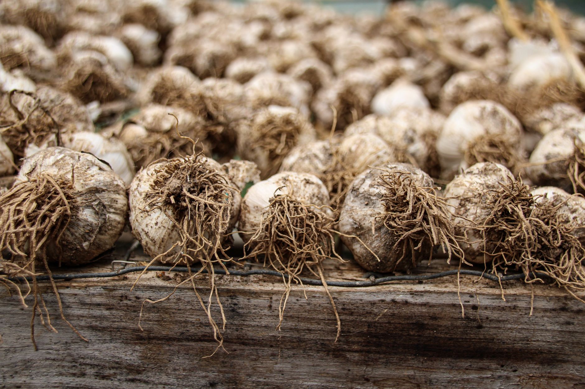 Primer plano de bulbos de ajo recién cosechados secándose sobre una superficie de madera, mostrando raíces orgánicas.