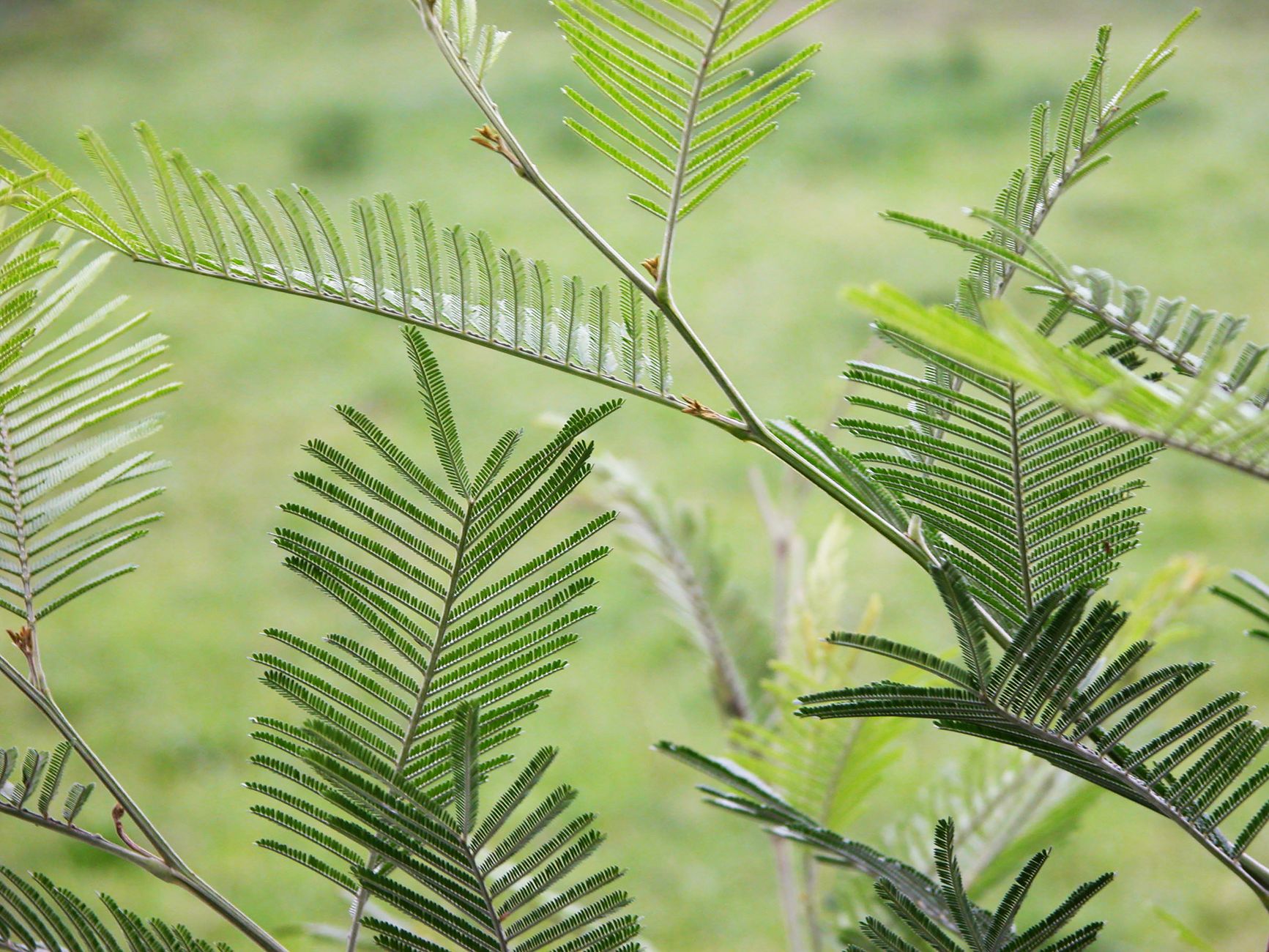 Vista detallada de hojas verdes de acacia en un entorno natural al aire libre, destacando la textura de las hojas.