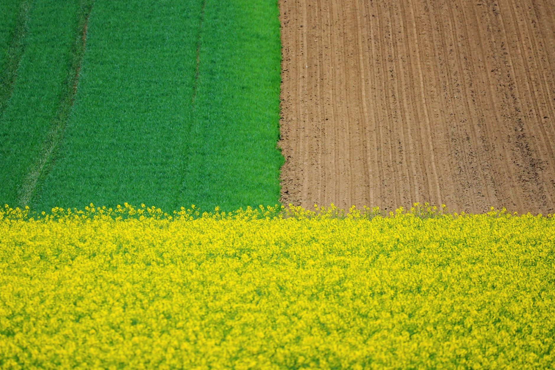 Vista aérea de campos verdes y marrones junto a un vibrante campo de colza amarillo, mostrando colores contrastantes.