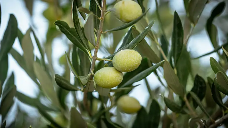 Cultivo mediterráneo